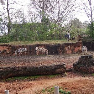 Savanna Mixed Species Exhibit - Masai Mara