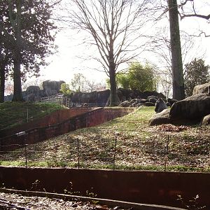 Gorilla Barrier Design - African Rain Forest