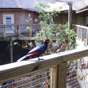 Turaco - African Rain Forest