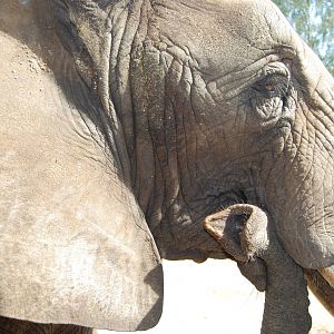 African Elephant , Boras Zoo