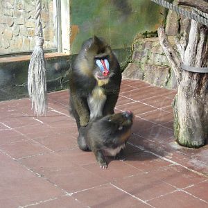 Üsti nad Labem-Mandrills saving their species.