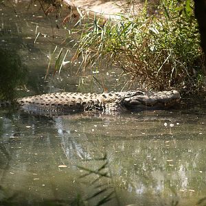 American alligator
