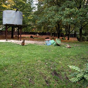 Hannover Zoo - Australia