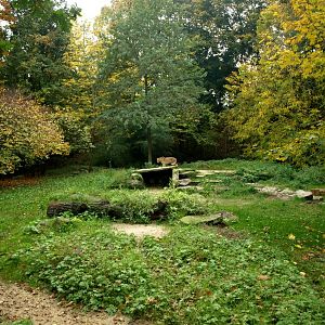 Hannover Zoo - Cheetah exhibit