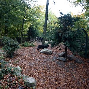 Hannover Zoo - Wolf exhibit