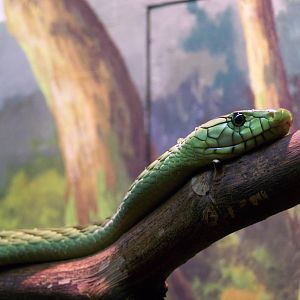 Green Mamba