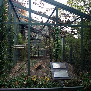 Hannover Zoo - Tamarin exhibit