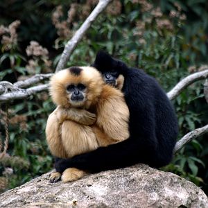 Hannover Zoo - Gibbons