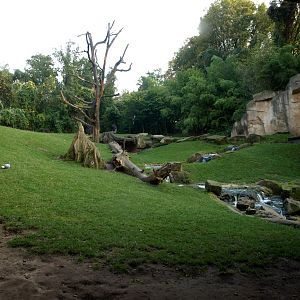 Hannover Zoo - Gorilla exhibit