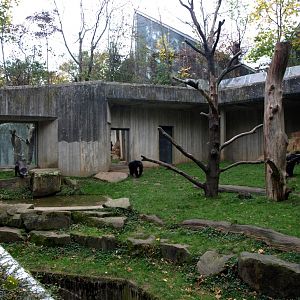 Hannover Zoo - Chimpanzee exhibit