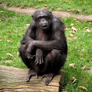 Hannover Zoo - Chimpanzee