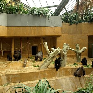 Hannover Zoo - Gorilla indoors