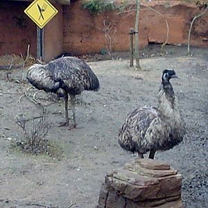 Emus on the Mappins