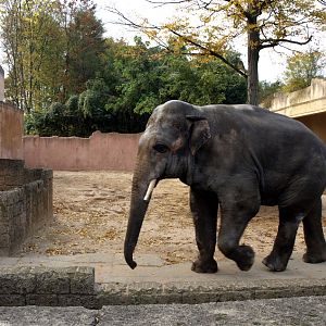 Hannover Zoo - Elephant bull yard