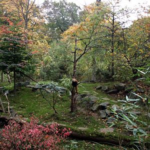 Hannover Zoo - China