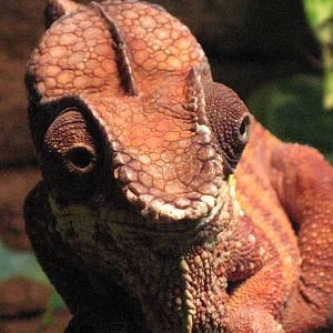 Usti nad Labem Chameleon Face