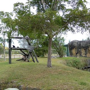 Spider Monkey Enclosure