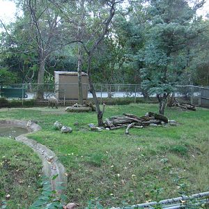 Babirusa exhibit at the Los Angeles Zoo