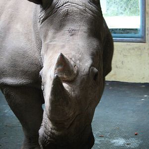 white rhino- female , behind the scense indoor exhibit