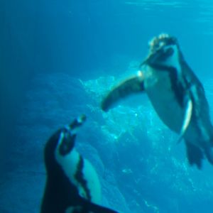 Humboldt Penguin in Kolmarden Zoo