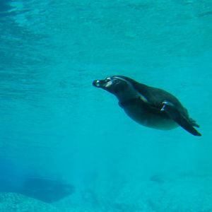 Humboldt Penguin