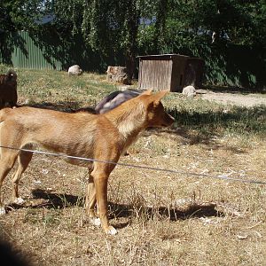 Dingos , Olands Animal Park