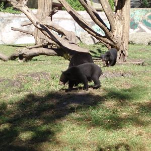 Asian Black Bears , Olands Animal Park