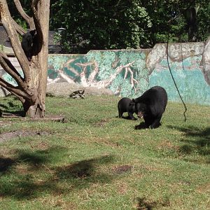 Asian Black Bears , Olands Animal Park