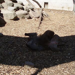 Hamadryas Baboon exbith