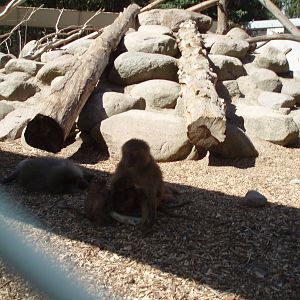 Hamadryas Baboon exbith