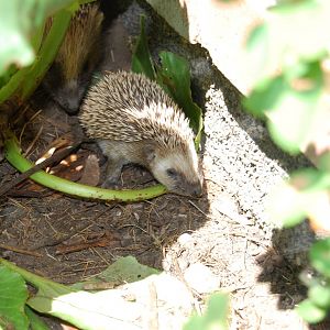 West European Hedgehogs Babys