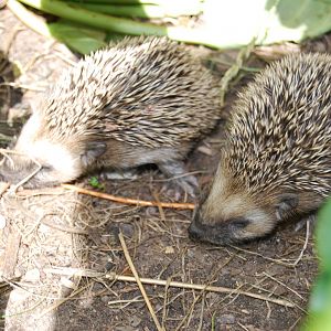 West European Hedgehogs Babys