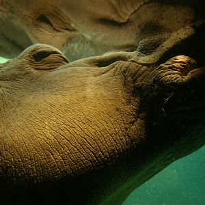 Hannover Zoo - Hippo