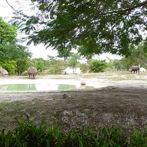 Black Rhino Paddock