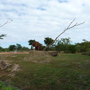 African Elephant Paddock