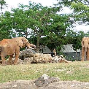African Elephants