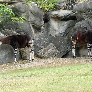 Okapis