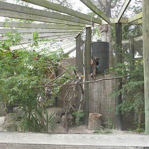 Hornbill Aviary