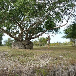 Defassa Waterbuck/Giant Eland Paddock