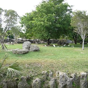 Bongo/Marabou Stork/Waterfowl Exhibit