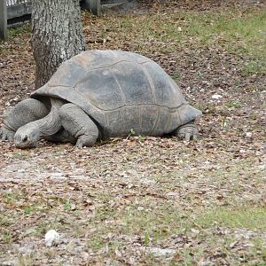 Galapagos Tortoise