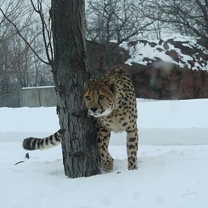 Stalking Cheetah
