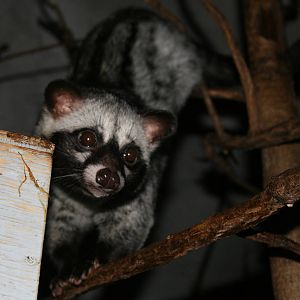 indonesian jungle -civet