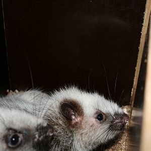 Philippine clouded rats- quarntine area