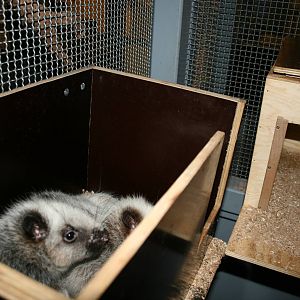 Philippine clouded rats- quarntine area