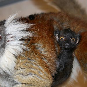 black lemurs- quarntine area