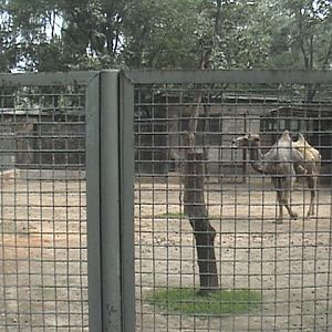 Wild Bactrian Camel