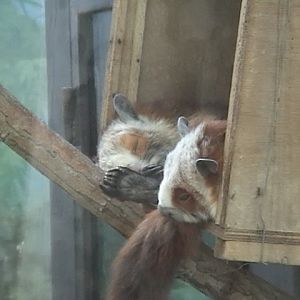 Red And White Giant Flying Squirrels