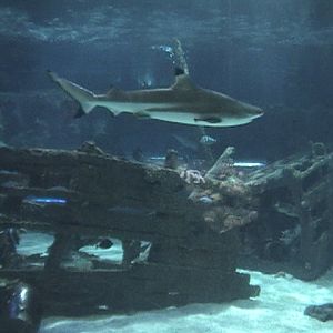 Blue Zoo Aquarium Beijing