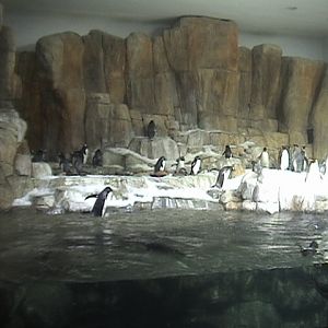Indoor Penguin Exhibit